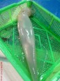 小管王3