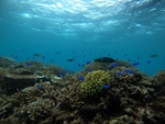 樂福浮潛-海底美景