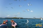 本島戲水.獨木舟跨島-燕鷗陪伴