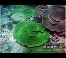 珊瑚礁1