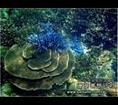 珊瑚礁3