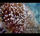 珊瑚礁4