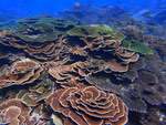 東福二島浮潛珊瑚群