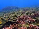 月鯉灣珊瑚泉