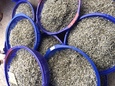 北環北海赤崁丁香魚