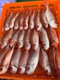 澎湖魚市場 (2)