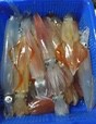 夜釣大豐收