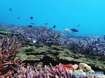 美麗珊瑚礁